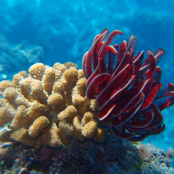 小琉球珊瑚海